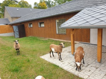 2020 Český dvorek - dokončení - vybavení pro chov...