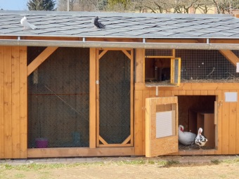 2021 Český dvorek a zooterapie