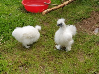 2021 Český dvorek otevřen i pro rodinné návštěvy (1.6. 2021)