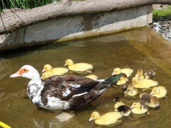 2021 Chov domácích zvířat a zooterapie
