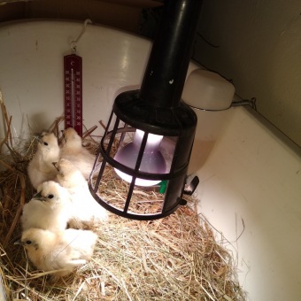 2021 Český dvorek a zooterapie