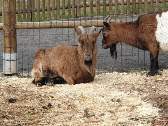 2021 Český dvorek a zooterapie