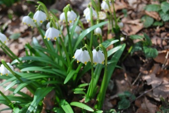 Leucojum vernum - bledule jarní -