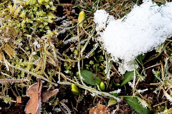 Leucojum vernum - bledule jarní - pupeny 2
