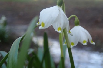 Příchod jara do Arboreta Žampach - dolní park - 18.3.2015