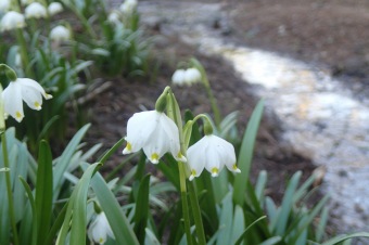 Příchod jara do Arboreta Žampach - dolní park - 18.3.2015