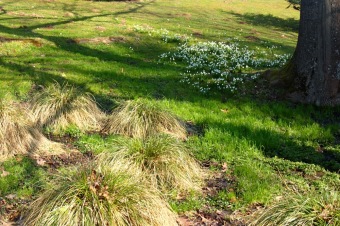 Příchod jara do Arboreta Žampach - dolní park - 18.3.2015