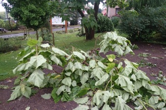 Škody v Arboretu Žampach po noční bouři dne 8.7.2015