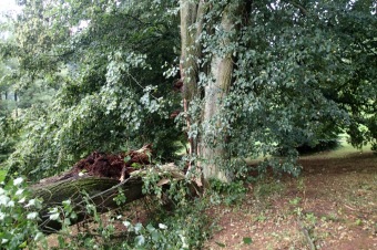 Škody v Arboretu Žampach po noční bouři dne 8.7.2015