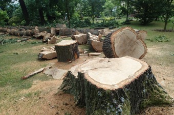 Škody a jejich likvidace v Arboretu Žampach po noční bouři dne 8.7.2015