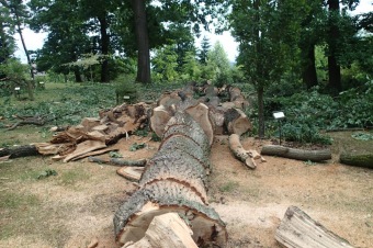 Škody a jejich likvidace v Arboretu Žampach po noční bouři dne 8.7.2015