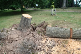 Škody a jejich likvidace v Arboretu Žampach po noční bouři dne 8.7.2015