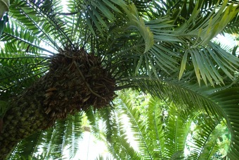 cykas - Encephalartos altensteinii