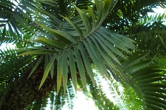 cykas - Encephalartos altensteinii (2)