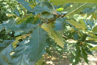 dub cer - Quercus cerris