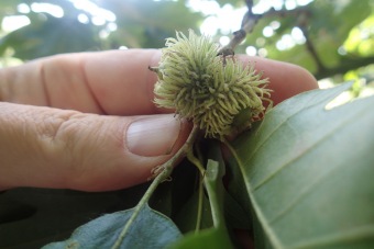 dub cer - Quercus cerris (3)