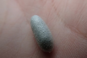 hlošina úzkolistá - Elaeagnus angustifolia (2)