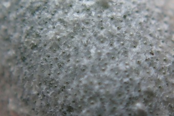 hlošina úzkolistá - Elaeagnus angustifolia (3)