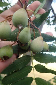 jeřáb oskeruše - Sorbus domestika