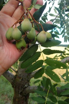 jeřáb oskeruše - Sorbus domestika (3)
