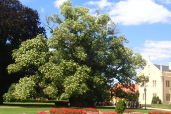 jerlín japonský - Sophora japonica