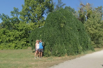 jerlín japonský - Sophora japonica - Pendula (3)