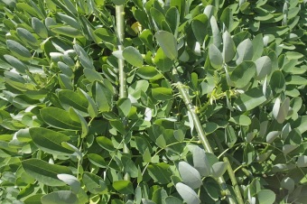 jerlín japonský - Sophora japonica - Pendula (4)