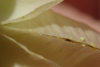 jerlín japonský - Sophora japonica - květ (2)