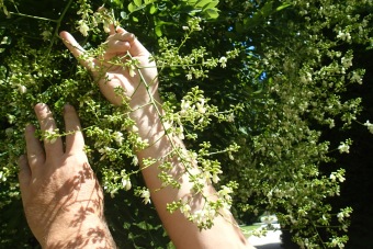 jerlín japonský - Sophora japonica - květenství