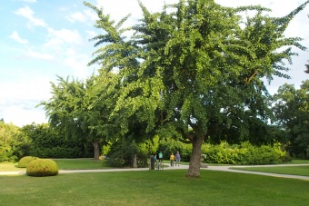 jinan dvoulaločný - Ginkgo biloba