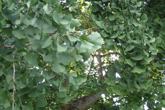 jinan dvoulaločný - Ginkgo biloba (2)