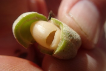 jírovec drobnokvětý - Aesculus parviflora - plod