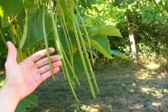katalpa trubačovitá - Catalpa bignonioides