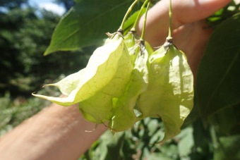 klokoč zpeřený - Staphylea pinnata