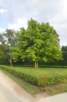 magnolie tříplátečná - Magnolia tripetala