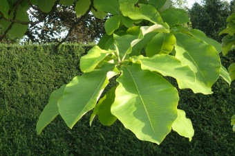 magnolie tříplátečná - Magnolia tripetala (2)
