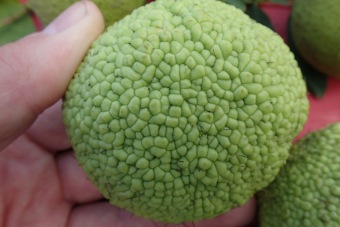 maklura oranžová - Maclura pomifera (3)