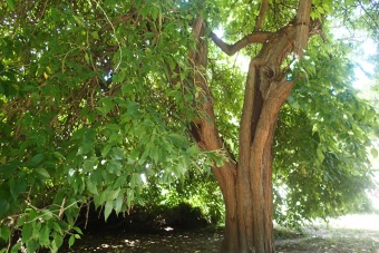 maklura oranžová - Maclura pomifera (5)