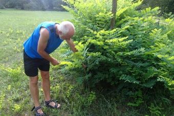 nahovětvec dvoudomý - Gymnocladus dioicus