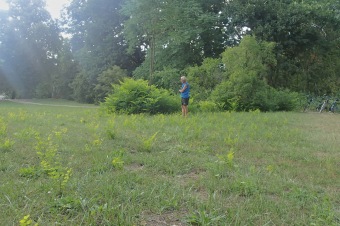 nahovětvec dvoudomý - Gymnocladus dioicus (2)