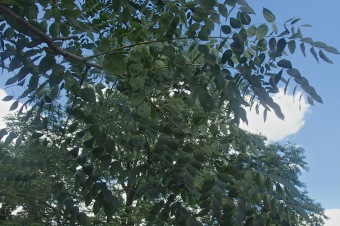 nahovětvec dvoudomý - Gymnocladus dioicus (4)