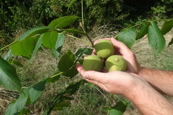 ořešák černý - Juglans nigra