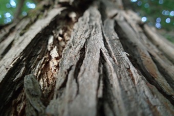 ořešák černý - Juglans nigra (4)