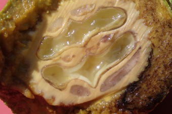 ořešák černý - Juglans nigra (6)