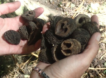 ořešák černý - Juglans nigra (7)