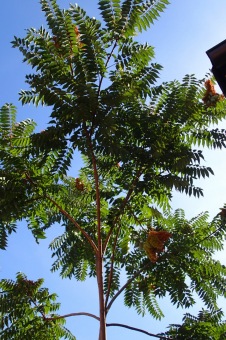 pajasan žláznatý - Ailanthus altissima (2)