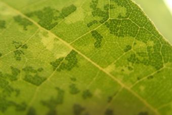 platan javorolistý - Platanus acerifolia ´Suttneri´ (3)