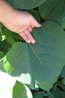 podražec velkolistý - Aristolochia macrophylla