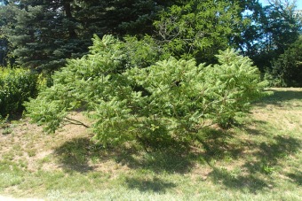 škumpa orobincová - Rhus typhina - Laciniata (2)