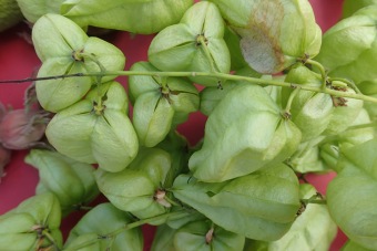 svitel latnatý - Koelreuteria paniculata